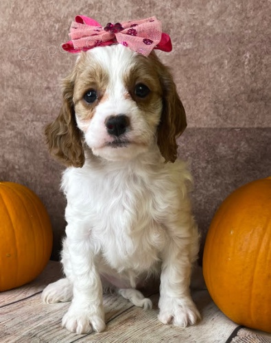 Prod�m �t��ata Cavapoo.