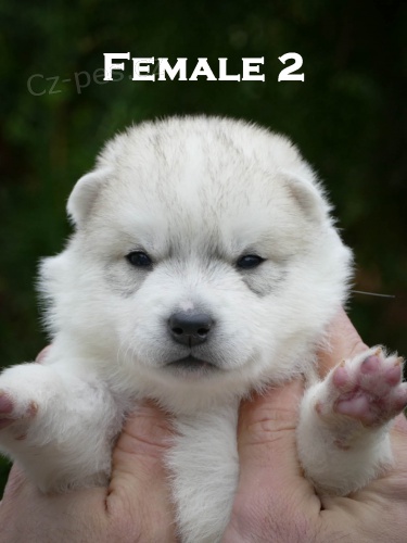 Sibi�sk� husky �t��ata