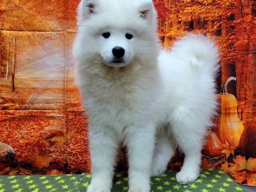 K dispozici �t��ata samojed�.