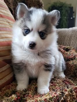 Prod�m kr�sn� psy Pomsky