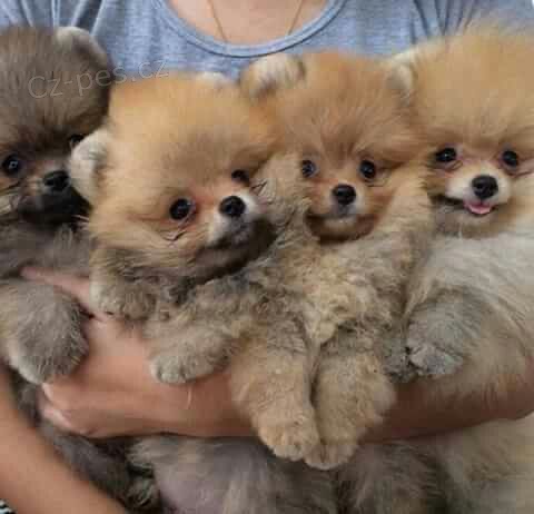 Hygienicky vykolen miniaturn tata pomeranian na prodej.