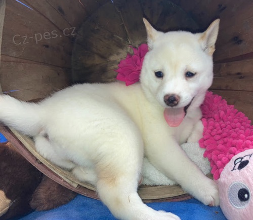 Prod�m o�kovan� a od�erven� �t��ata SHIBA INU B�L� fenka a pes