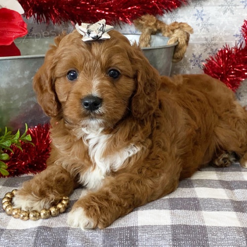 Prod�m hygienicky vycvi�en� miniaturn� �t��ata CAVAPOO.