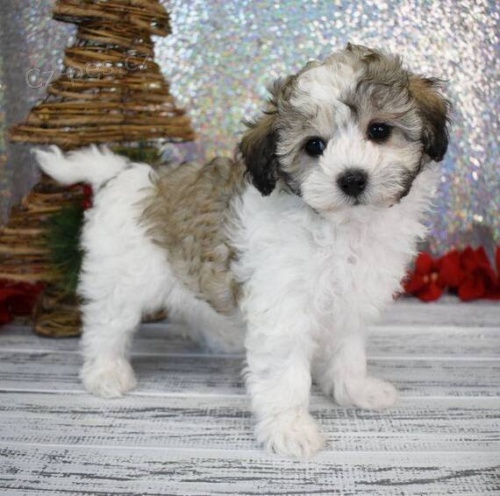 MALTIPOO očkovaná a odčervená štěňata k adopci.  MALTIPOO očkovaná a odčervená štěňata k adopci.