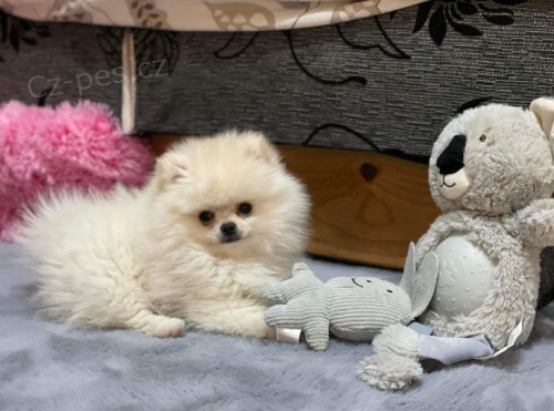 pomeranian MINI �t�n�