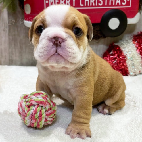 Prod�m kr�sn� �t��ata mini anglick�ho buldo�ka