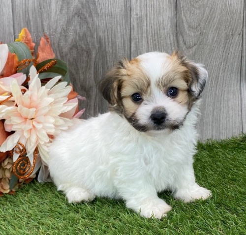 �t��ata havanese na prodej.