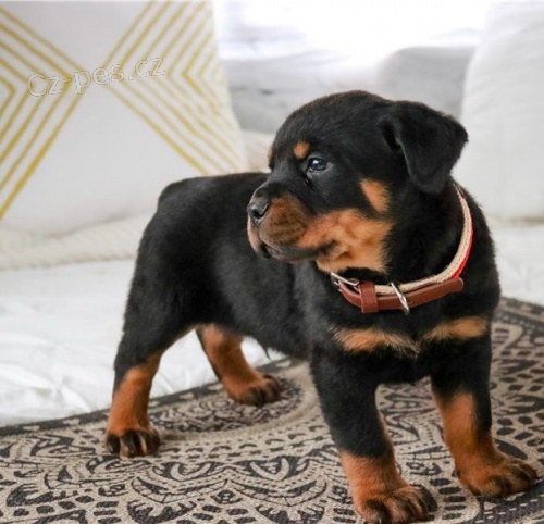 �t��ata rotvajler�