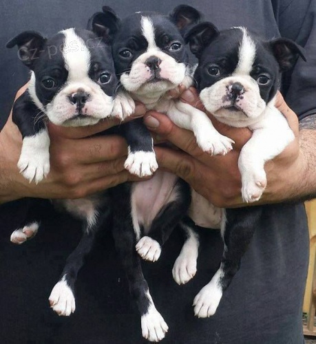 Prod�m o�kovan� a od�erven� �t��ata bostonsk�ho teri�ra