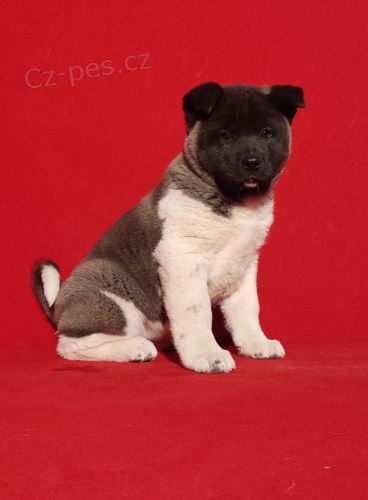 Americk� Akita �t��ata