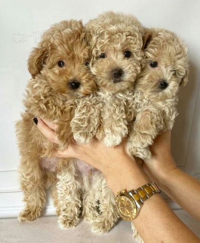 Prodám krásná štěňátka MALTIPOO Prodám krásná štěňátka MALTIPOO