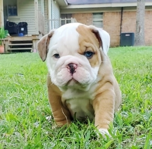 Prod�m �t��ata anglick�ho buldo�ka