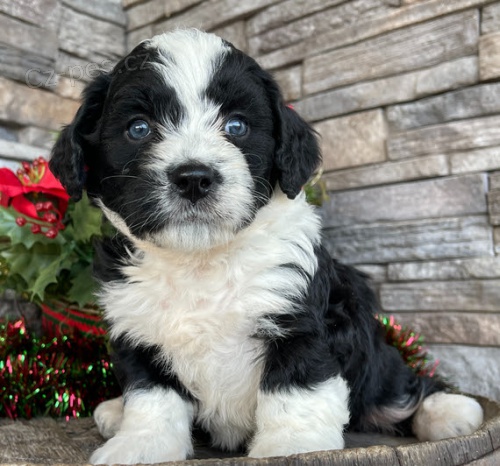 Prod�m �t��ata Bernedoodle