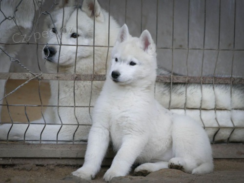 sibi�sk� husky �t��ata