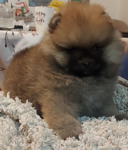 Pomo�ansk� �pic Nejlep�� kvalita