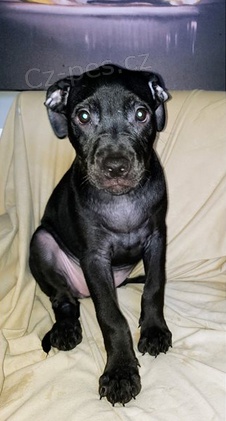 Rozko�n� �t���tka americk�ho pitbulteri�ra jsou p�ipravena do nov�ch rodin.