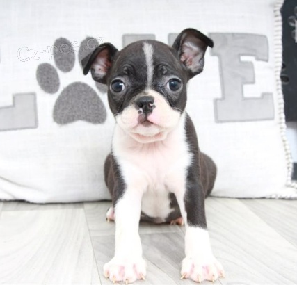 Prod�m �t��ata bostonsk�ho teri�ra.