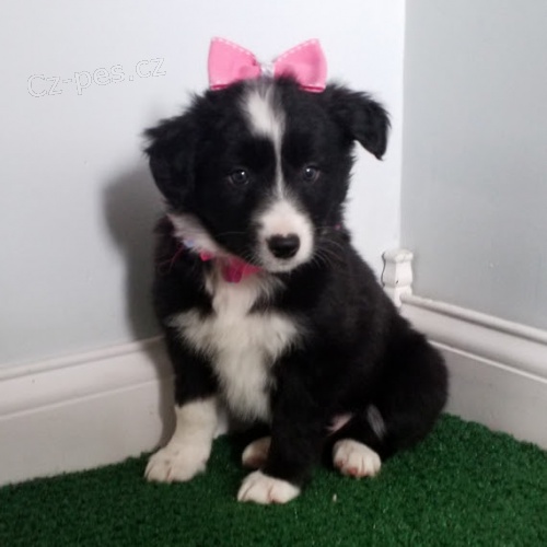 Prod�m �t��ata border kolie