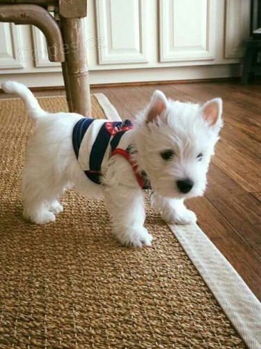 Prod�m �t��ata West Highland White Terriers