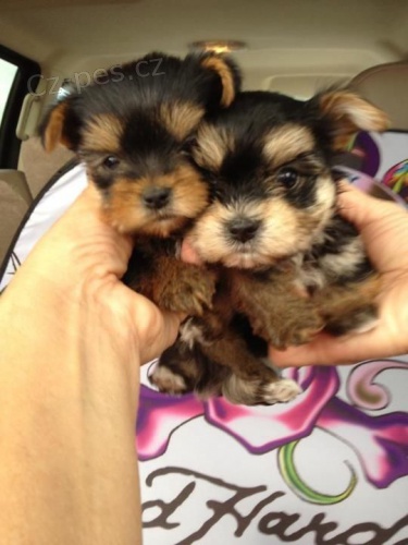Prodám mini očkovaná štěňata yorkie. Prodám mini očkovaná štěňata yorkie.