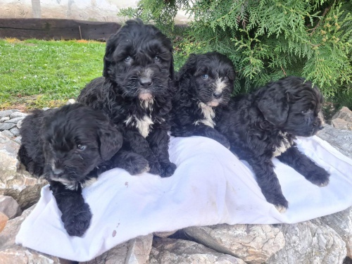 Berndoodle �t��ata