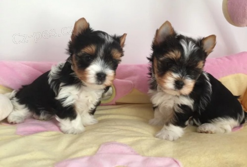 Prodám mini štěňata Yorkie Biewer. Prodám mini štěňata Yorkie Biewer.
