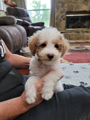 Prod�m zdrav� a kr�sn� �t��ata fenky LABRADOODLE.