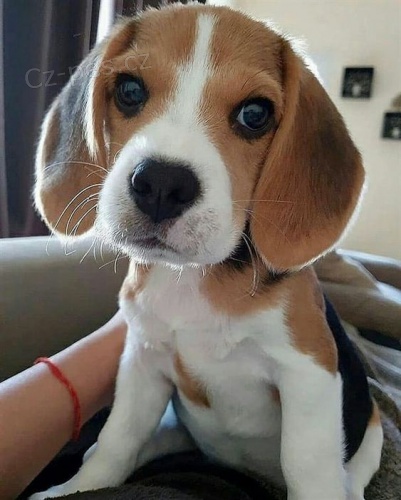 Prod�m kr�sn� a rozko�n� �t��ata b�gla.