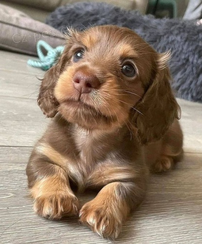 O�kovan� a od�erven� mini �t��ata dlouhosrst�ho jezev��ka k adopci