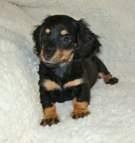 Kupte si o�kovan� �t��ata dlouhosrst�ho jezev��ka