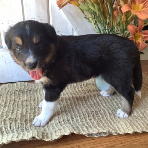 Prod�m o�kovan� �t��ata border kolie