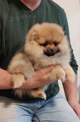 pomeranian štěňata TOP kvalita pomeranian štěňata TOP kvalita