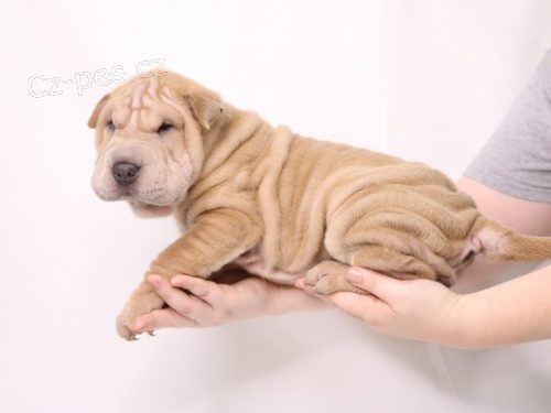 Shar-pei okovan tata k adopci (k dispozici tata feny a samci).