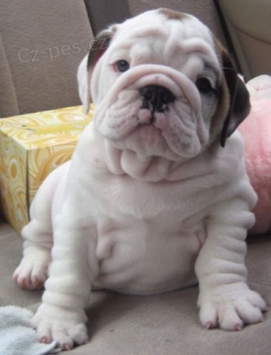 Prod�m kr�sn� �t��ata anglick�ho buldo�ka