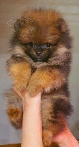 Pomeranian Spitz BOO štěňata, Pomeranian, Pomeranian bears Pomeranian Spitz BOO štěňata, Pomeranian, Pomeranian bears