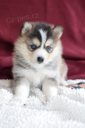 Prod�m �t��ata Pomskies
