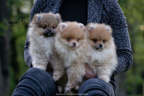 POMERANIAN BOO ŠTĚŇATA POMERANIAN BOO ŠTĚŇATA