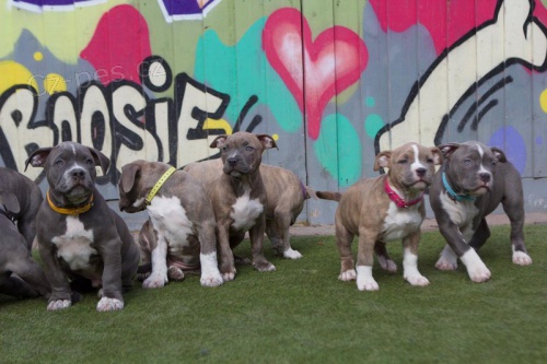 Prod�m �t��ata americk�ho buldoka.