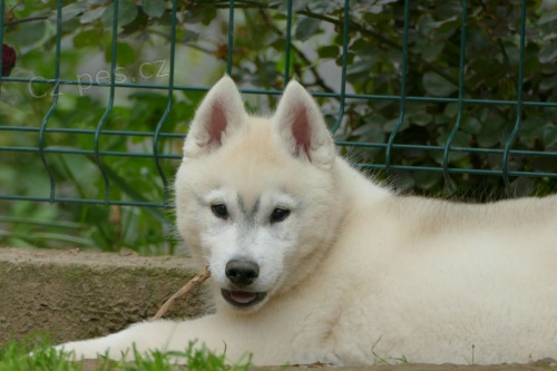 sibiřský husky KRÁSNÁ štěňátka sibiřský husky KRÁSNÁ štěňátka