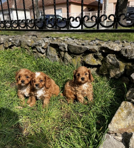 Cavapoo štěňata na prodej Cavapoo štěňata na prodej