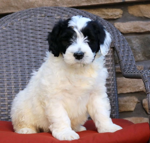 Prod�m �t��ata portugalsk�ho vodn�ho psa