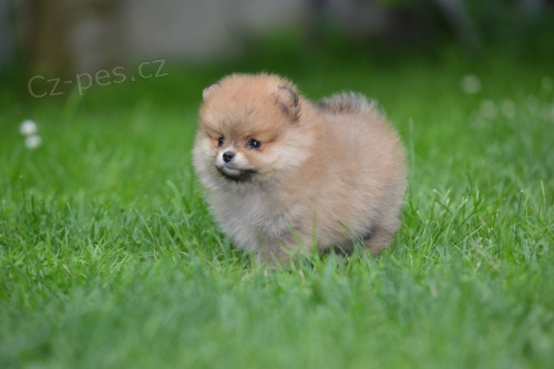 pomeranian KRÁSNÁ štěňátka pomeranian KRÁSNÁ štěňátka
