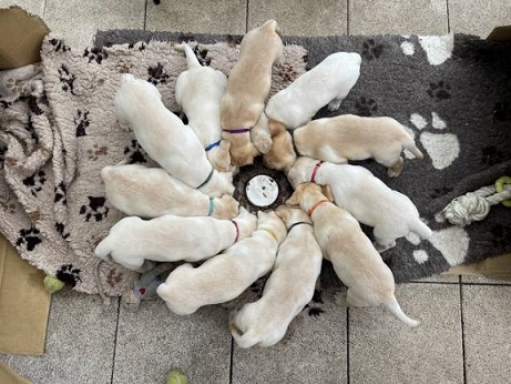 �t���tka Labradorsk�ho retr�vra s PP