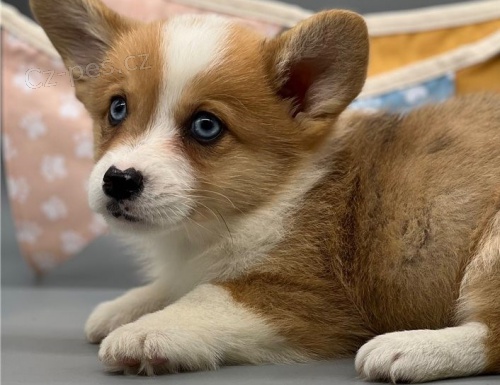 Corgi, Pembroke vel�sk� �t��ata k adopci