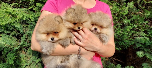 Pomeranian štěňata BOO čistokrevná Pomeranian štěňata BOO čistokrevná