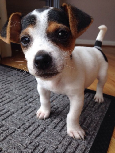 Prod�m zdrav� �t��ata jack russell teri�ra.