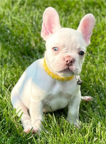 Rozko�n� �t���tka francouzsk�ho buldo�ka