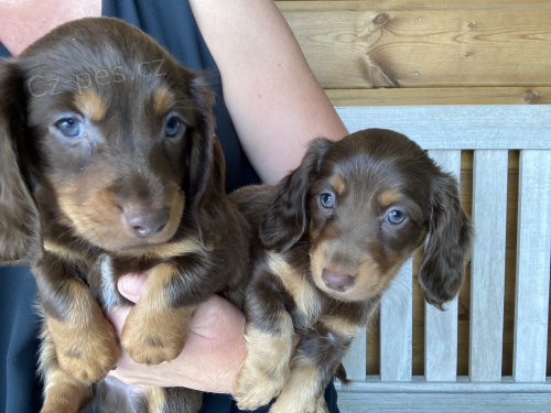 �t��ata miniaturn�ch jezev��k� velikosti 