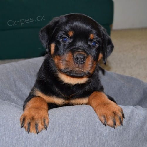 Prod�m roztomil� a kr�sn� miniaturn� �t���tka rotvajlera.