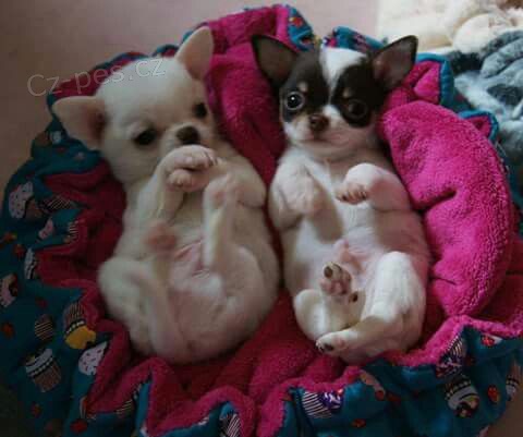 Prod�m MINI �t��ata �ivavy